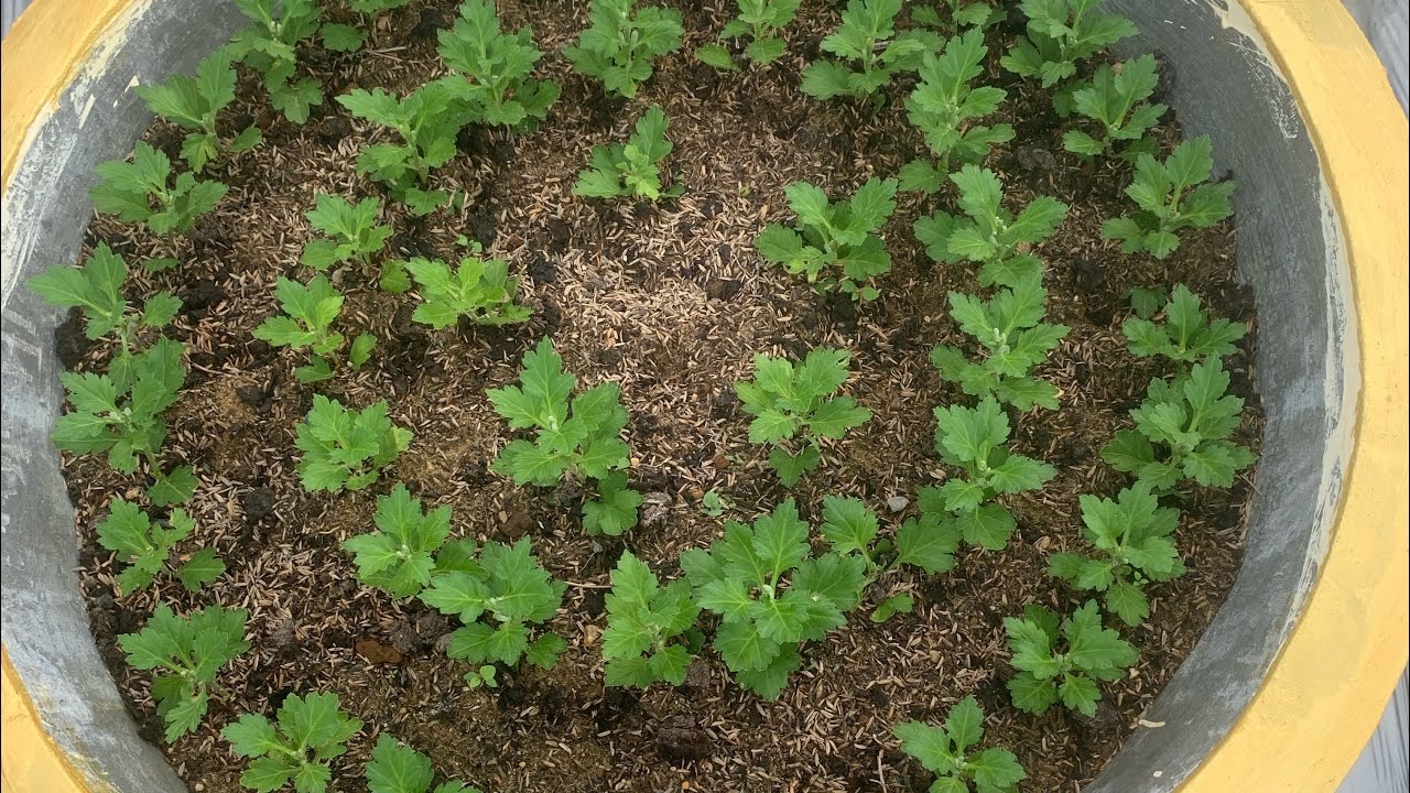 Cách xử lý bệnh héo xanh hoa cúc 