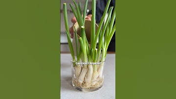 Regrow Spring Onions… in Just Water?! 🧅💧 - @Tastemade #shorts
