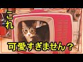 【2021年、オススメの爪とぎ】とっても可愛いテレビ型爪とぎに興味津々なうちの猫さま