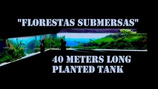 The biggest Planted Tank in the world: "Florestas submersas"