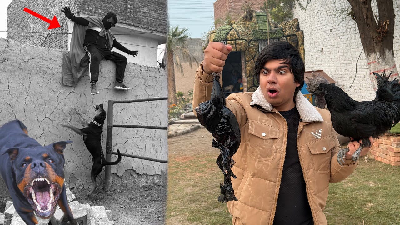 Rottweiler Ny Chor Pr Attack Kr Dea 😰 Black Murgi Zibha Krni Pari 😭