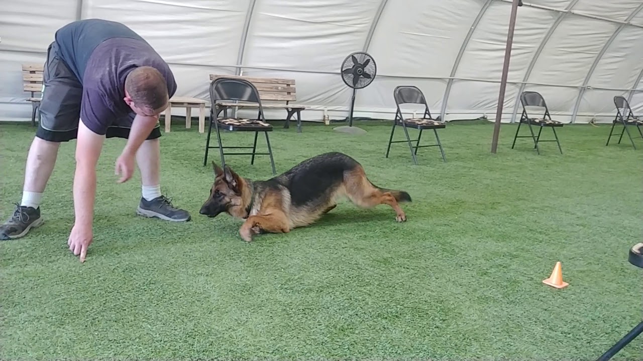 German shepherd on crawl command - YouTube