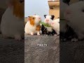 Cutest interaction ever