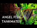 12 Best Tankmates of Angel Fish