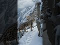 Edge of Survival: Mountain Goat vs Hidden Predator 🐐🐆 | One Wrong Step…