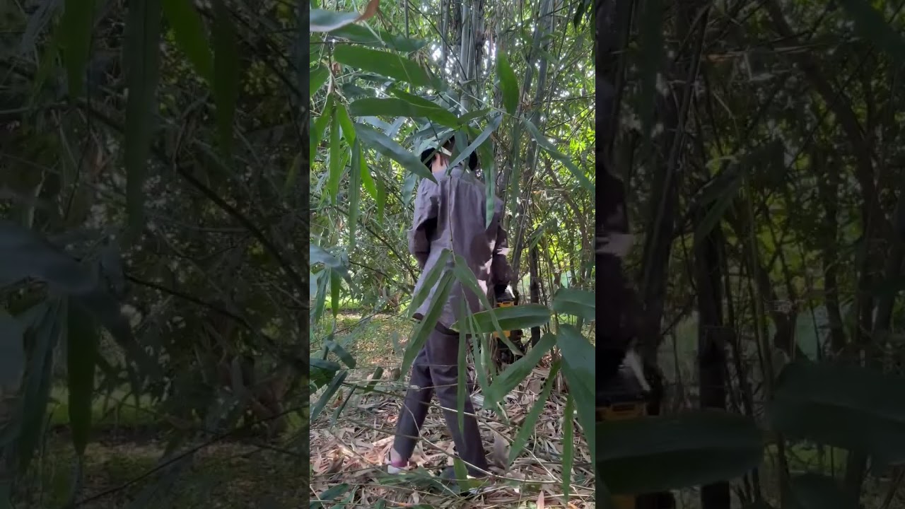 จาก “อีโต้” เป็น “เครื่องตัด” | ฝึกใช้ ลองตัด กอของเพื่อน | บันทึกสวนไผ่ การใช้เครื่องตัด 1