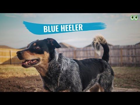 فيديو: دليل لأسترالي كلب معطف الماشية الألوان