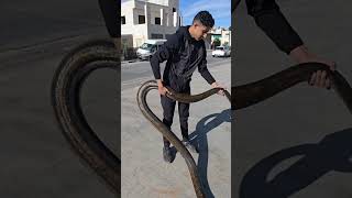 الاصله الشبكيه طفره لون جولدن مع العمواسي