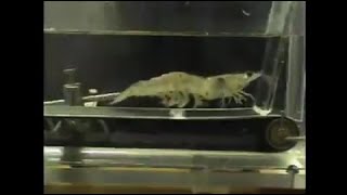 Shrimp on a Treadmill #forscience
Researchers measure activity of an exercising shrimp by time, speed and oxygen level. The shrimp treadmill was invented and built by Scholnick. Learn more about the experiment: https://www.livescience.com/4221-scientists-put-shrimp-treadmill.html
Science News • Videos • Explainers
SUBSCRIBE to the Live Science YouTube channel → https://www.youtube.com/channel/UCOTA1_oiKnz8po1Rm3nDJPg?sub_confirmation=1
Twitter→ https://twitter.com/LiveScience
Facebook→ https://www.facebook.com/livescience
Instagram→ https://www.instagram.com/live_science/
Community Forums→ https://forums.livescience.com/
For the science geek in everyone, LiveScience.com breaks down the stories behind the most interesting news and photos on the Internet, while also digging up fascinating discoveries that hit on a broad range of fields, from dinosaurs and archaeology to wacky physics and astronomy to health and human history. If you want to learn something interesting every day, #LiveScience is the place for you. #AnimalsOnTreadmills #ShrimpRunning Shrimp on a Treadmill #forscience