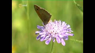 Bewegung Blumenwiese 