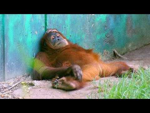 Funniest Animal Videos 2026 - You Never Know What Animals Will Do Next!