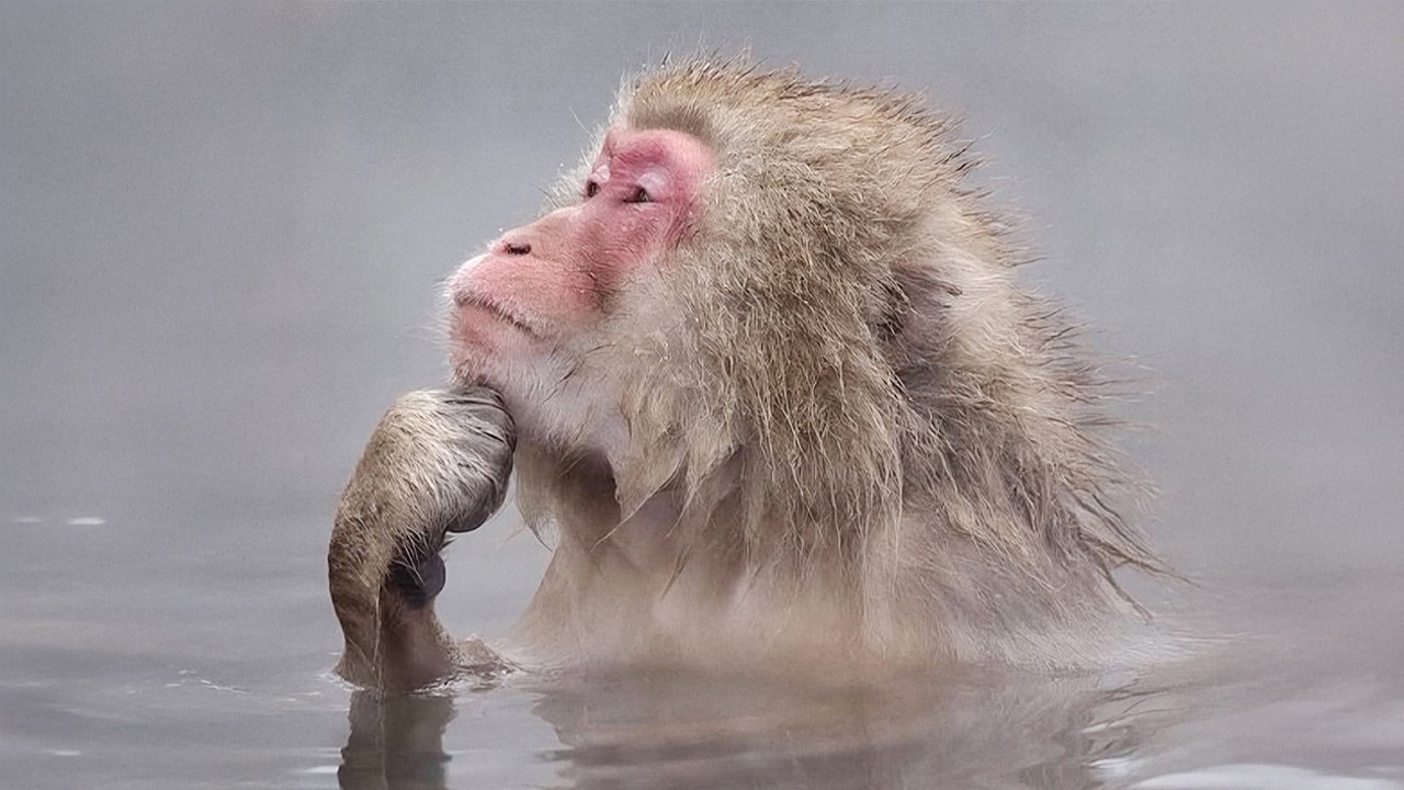 Funniest Animal Videos 2026 - You Never Know What Animals Will Do Next!
