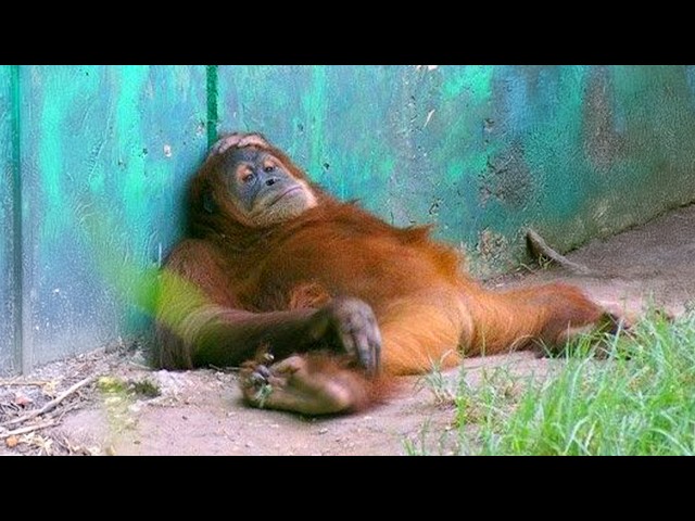 Funniest Animal Videos 2026 - You Never Know What Animals Will Do Next!