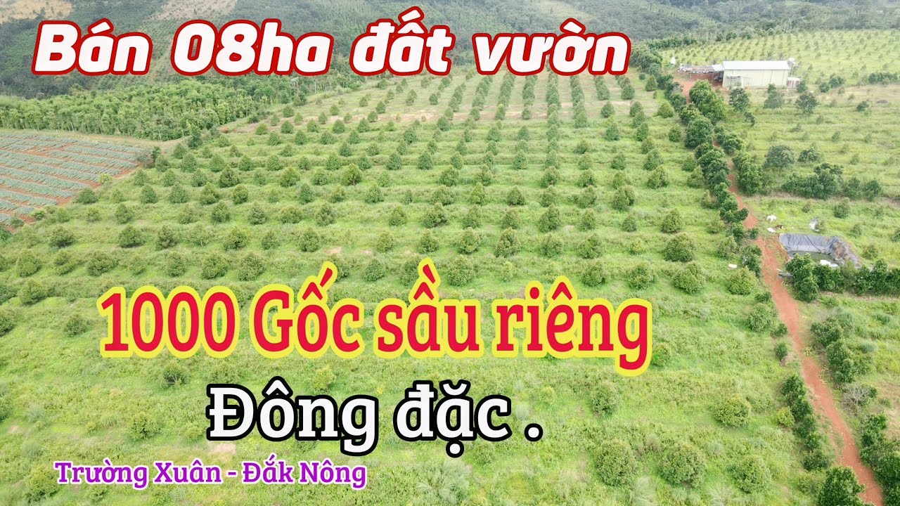 Bán 08 ha đất vườn 1000 gốc sầu riêng đông đặc | Đắk Song - Đắk Nông