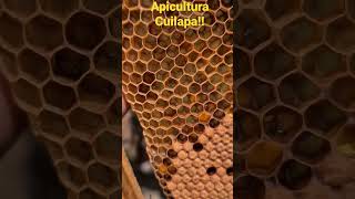 #abejas #apiculturacuilapa #apicultura #bee #honey #otto