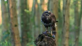 Hawk in the woods