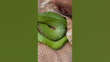 My green tree python has stuck shed #snake #reptiles #pets