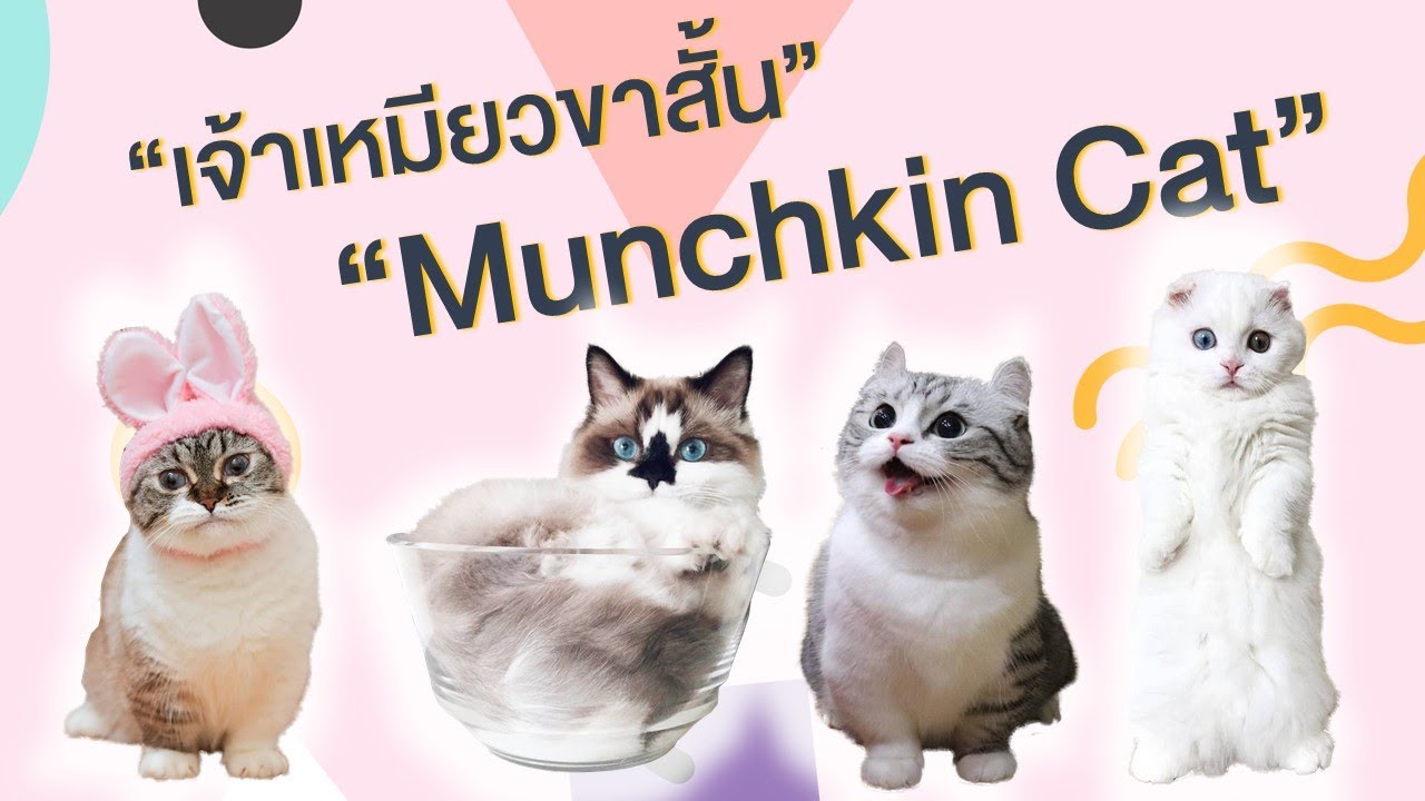 แมว ขน สั้น  Update  EP4 : เจ้าเหมียวขาสั้น Munchkin Cat