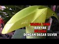 Cat Dasar Warna Silver, eksperiment cat Yellow Campur Warna Gold