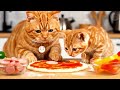 Mother and Kitten Work at a Pizza Shop to Buy a Birthday Cake 🍰 | Heartwarming Cat Story