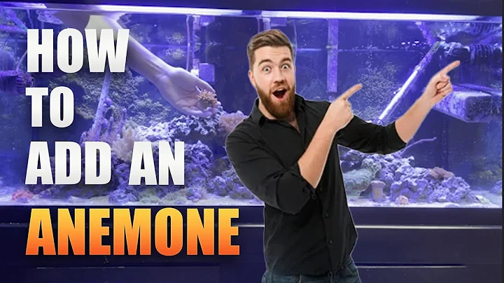 Wie man eine Anemone zum Aquarium hinzufügt (und einen Wrasse hinzufügt)