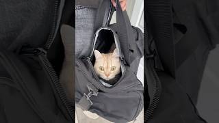 I want my lawyer 🐈 #cats #catsofyoutube #funnycats #catvideos #petlovers