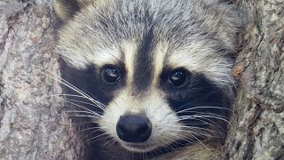 Raccoon by Michael Leveille 201 views 1 month ago 3 minutes, 39 seconds
