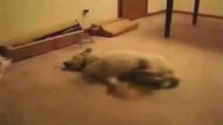 DOG FAIL