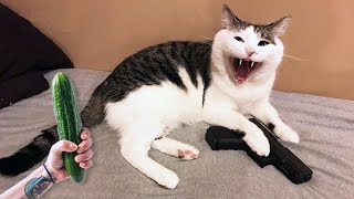 Funniest Animals Videos 2023 😹 Try Not To Laugh Funny Dogs And Cats by Fluff Town 2,427 views 7 months ago 20 minutes