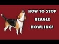 How to stop my Beagle from howling??? Like Yesterday!!! Make Choices You'll Never Regret* How to stop my Beagle from howling??? Like Yesterday!!! Make Choices You'll Never Regret*
