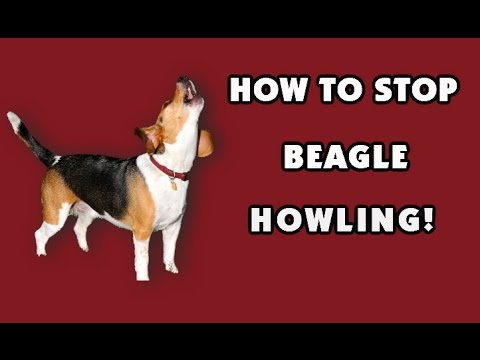 stop beagle barking