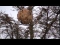 Injecting Asian Hornet nest 30ft up a cedar tree