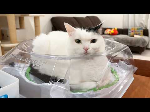 My Cat Couldn't Decide Where to Sleep - YouTube