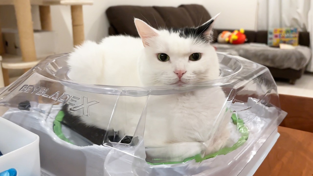 My Cat Couldn't Decide Where to Sleep - YouTube