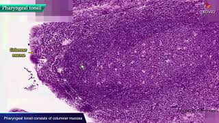 Histology of Pharyngeal tonsils / Adenoids - Shotgun Histology