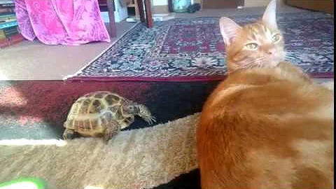 Tortoise Headbutting Cat - DayDayNews