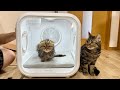 子猫をお風呂上がりにドライヤーハウスへ入れたら快適すぎてこうなりましたw