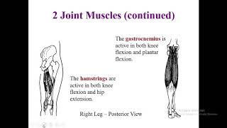 Kinesiology, Lec 12 two joint muscles for DPT 1st semester Two Joint Muscles
