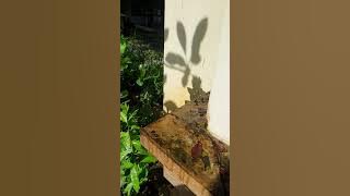 Sudut rumahku. Free footage