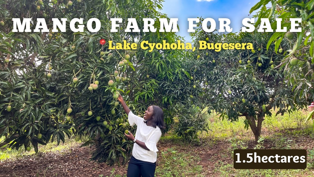Mango Farm Land for sale in Rwanda YouTube