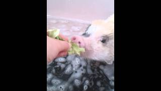 Minipig takes a bath