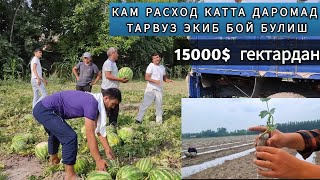 ТАРВУЗ ЭКИБ ГЕКТАРИГА 15000$ ДАРОМАД КИЛИШ ( ТАРВУЗ ЭКИШ СИРЛАРИ )