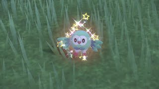 PEV : Brindibou (Rowlet) Shiny