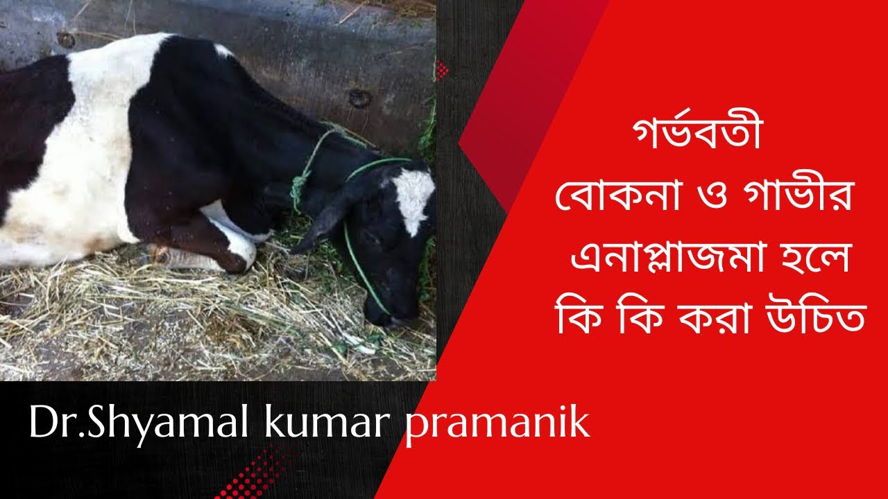 গর্ভবতী বোকনা ও গাভীর এনাপ্লাজমা হলে  কি কি করা উচিত|