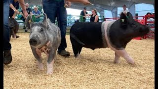 Datos Market Swine 11/11/25 Actualización