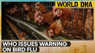 Bird Flu: WHO warns against using unpastuerised dairy products, virus detected in 34 cattle herds