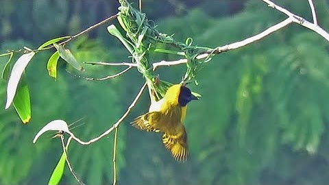 BLACK-HEADED WEAVER