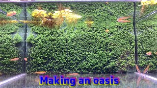 生花用のオアシスと水草の種を使って水槽レイアウト 簡単水草レイアウト ビオトープ風アクアリウム Making An Oasis No2 Youtube