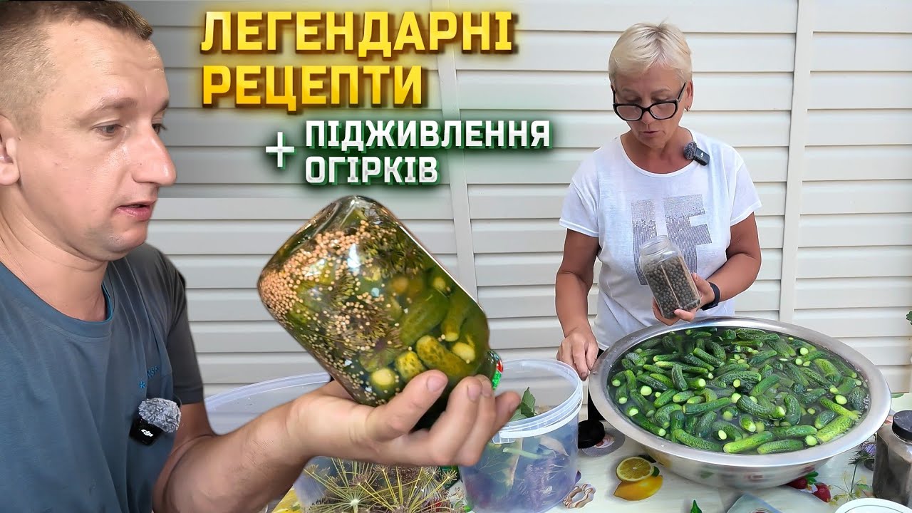 🇺🇦Легендарні рецепти засолки та маринування огірків! Правильний догляд та підживлення!
