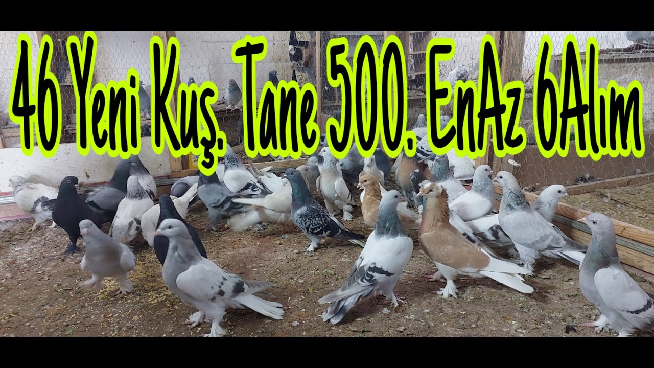 46 Yeni Taklacı Güvercin.